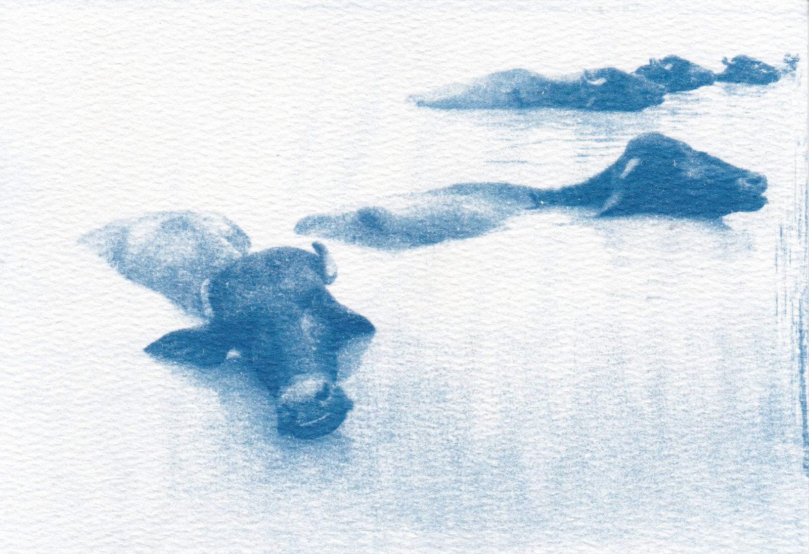 Water buffalos · Varanasi, India · cyanotype on watercolor paper
